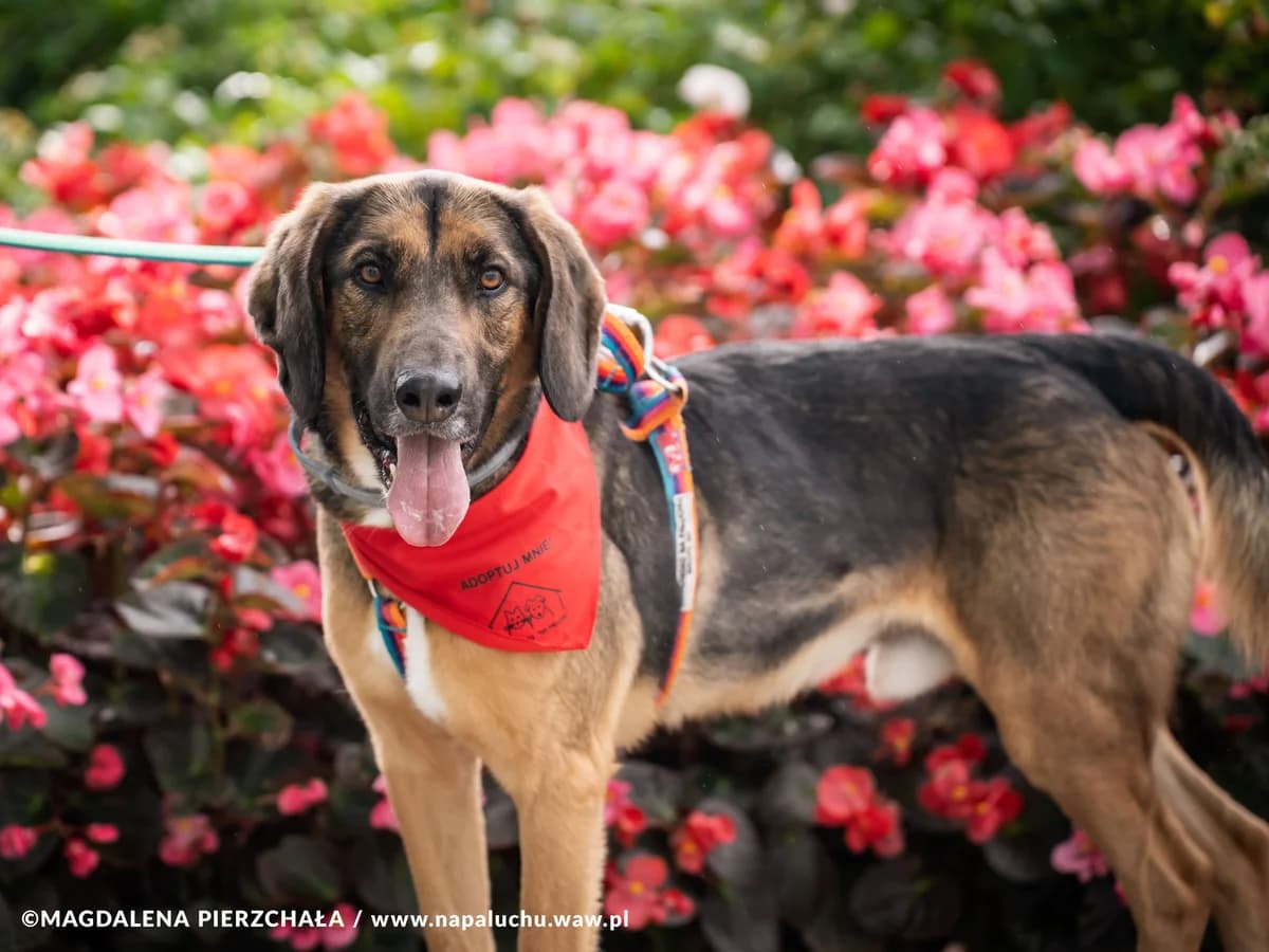 Sam, male 6yo mixed breed for adoption at Schronisko Na Paluchu, Warsaw
