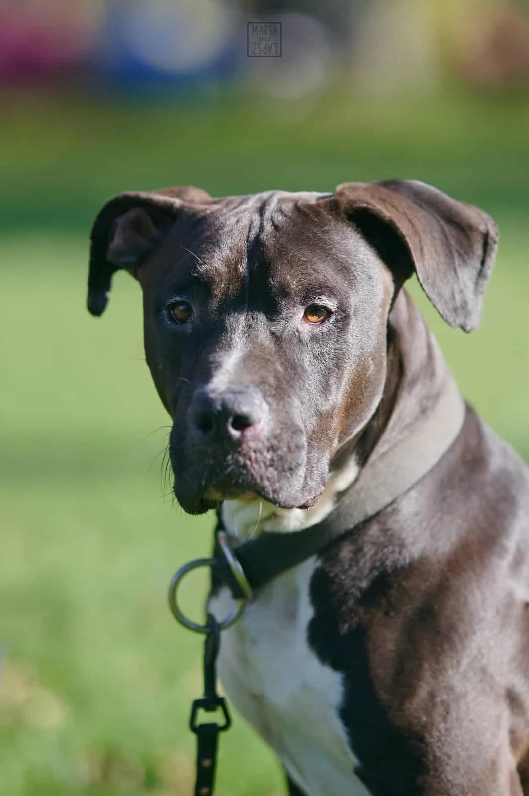 Neptun, male 4yo mixed breed for adoption at Schronisko Na Paluchu, Warsaw