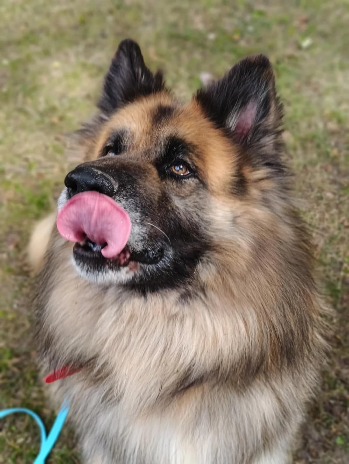 Baril, male senior German Shepherd for adoption at Schronisko Na Paluchu, Warsaw