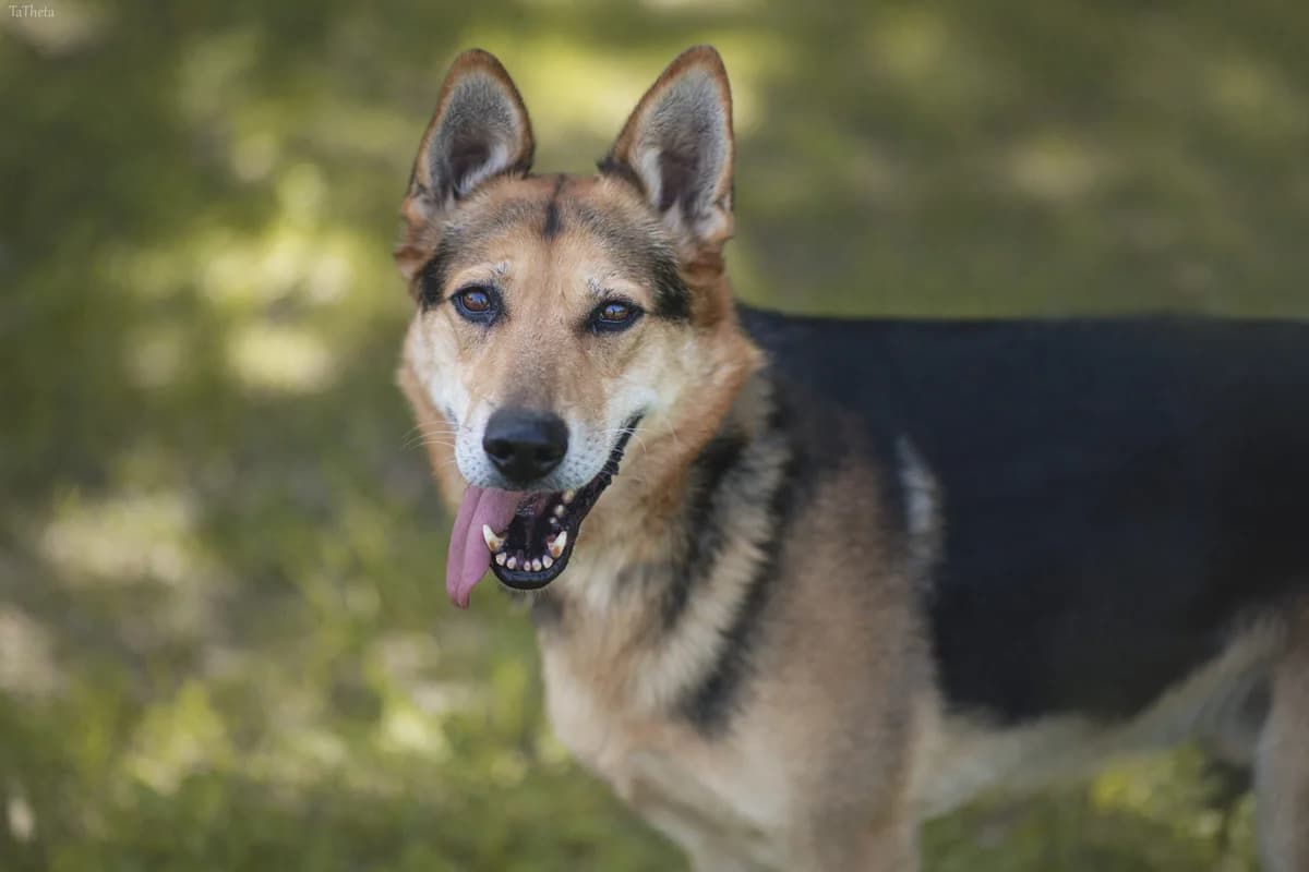 Vinnie,  (Schronisko Na Paluchu)