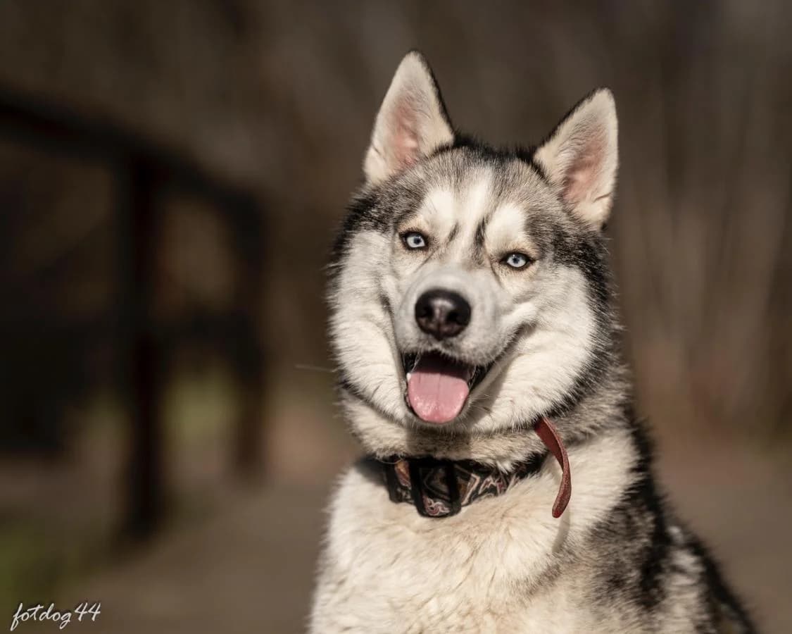 Balko, Husky (Schronisko Na Paluchu)