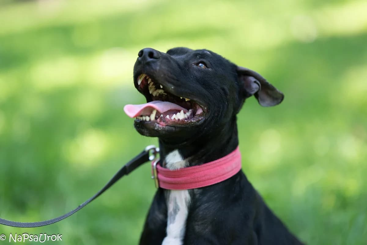 Aston, male 5yo American Staffordshire Terrier for adoption at Schronisko Na Paluchu, Warsaw