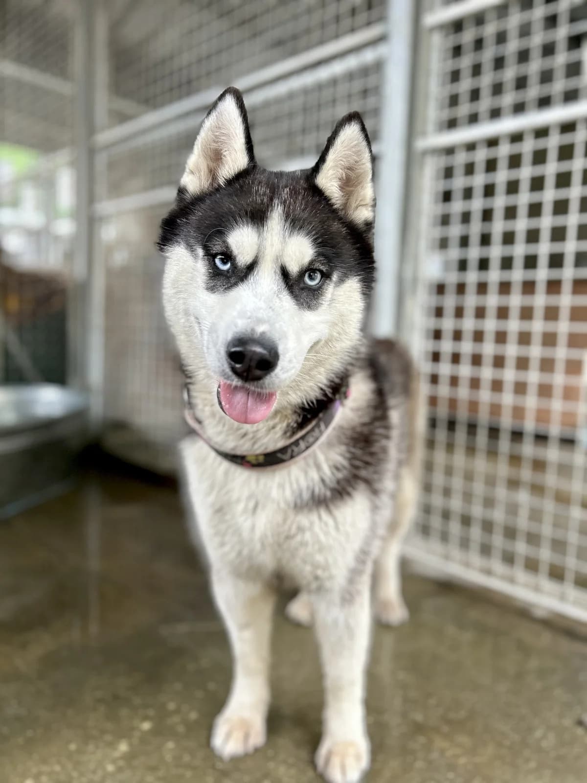 Lori, Husky (Schronisko Na Paluchu)