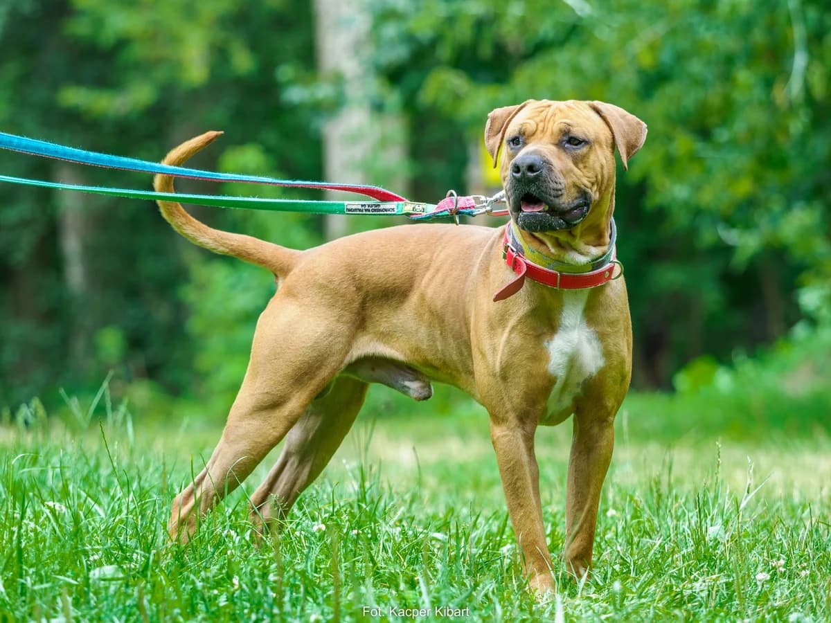 Aston, male young Pit Bull Terrier for adoption at Schronisko Na Paluchu, Warsaw