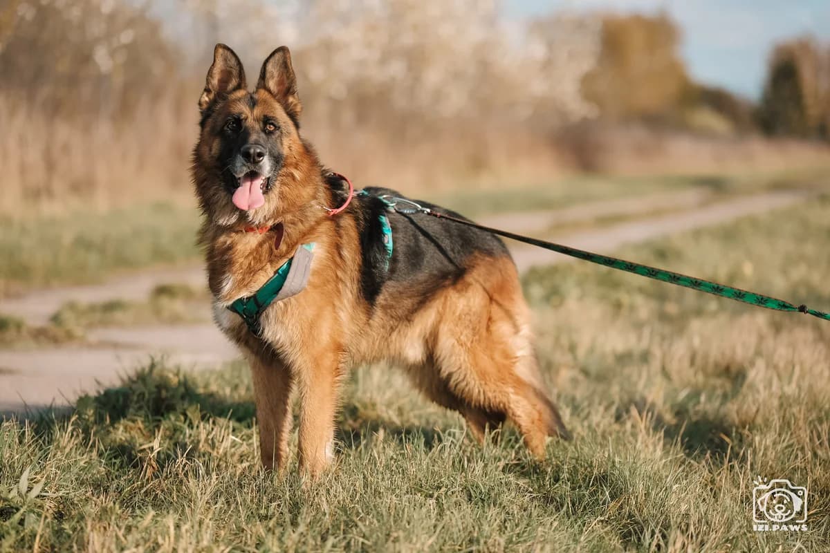 Dakar, male senior German Shepherd for adoption at Schronisko Na Paluchu, Warsaw