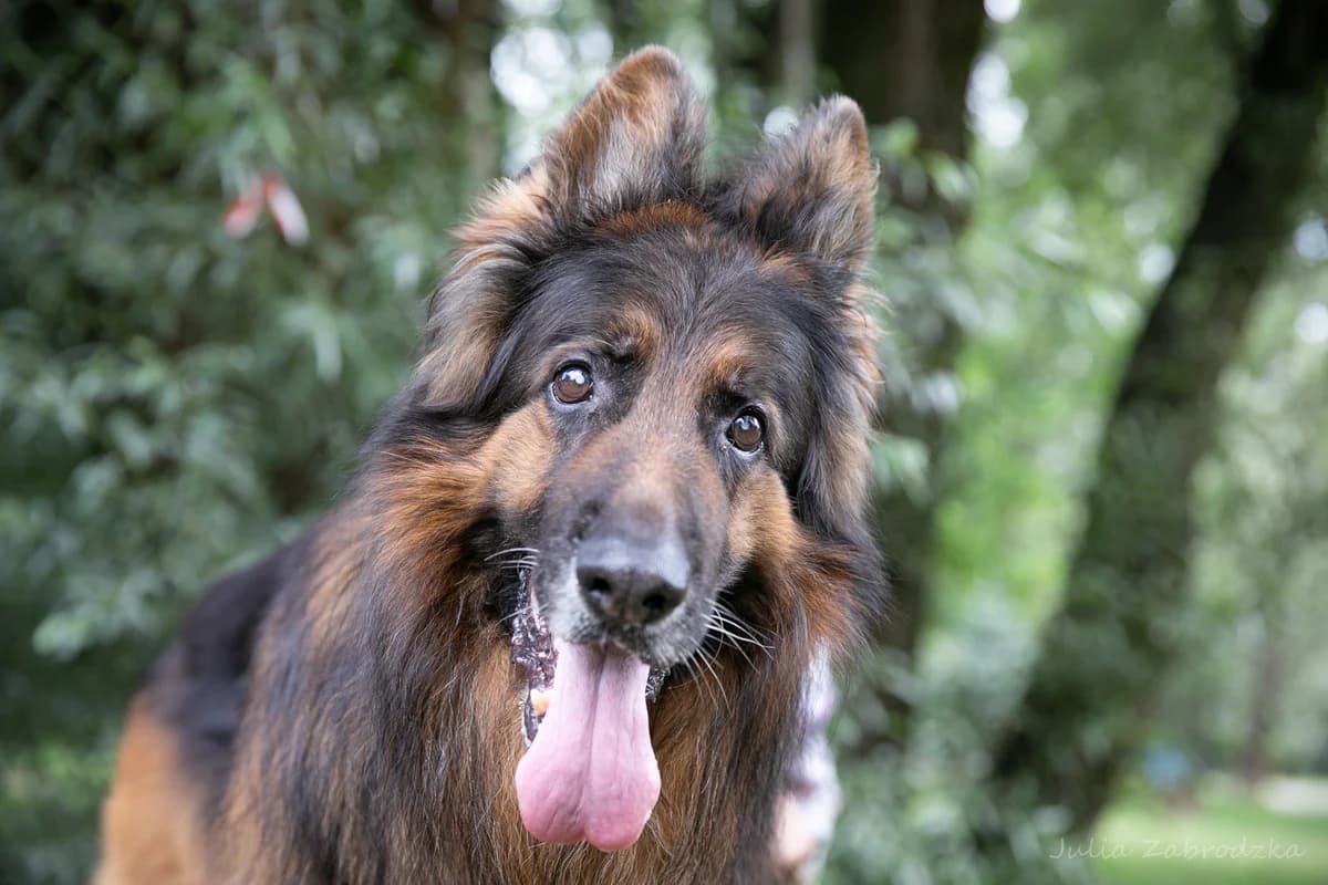 Leon,  (Schronisko Na Paluchu)