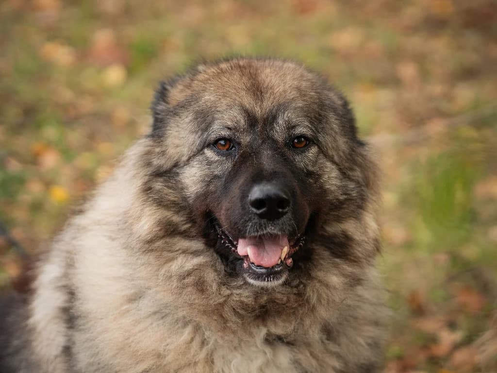 Yuna,  (Schronisko Na Paluchu)