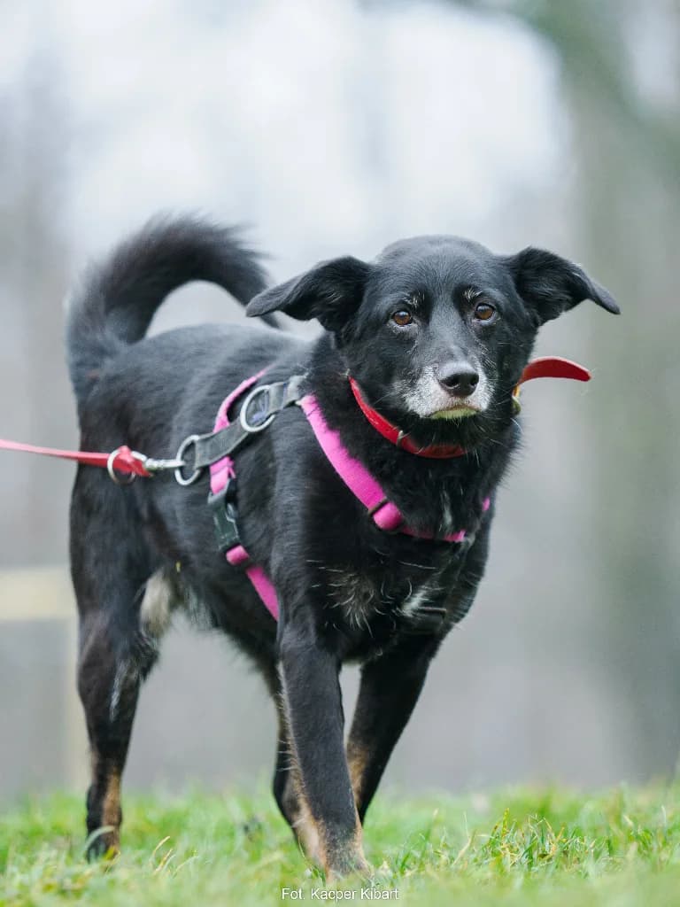 Maja,  (Schronisko Na Paluchu)