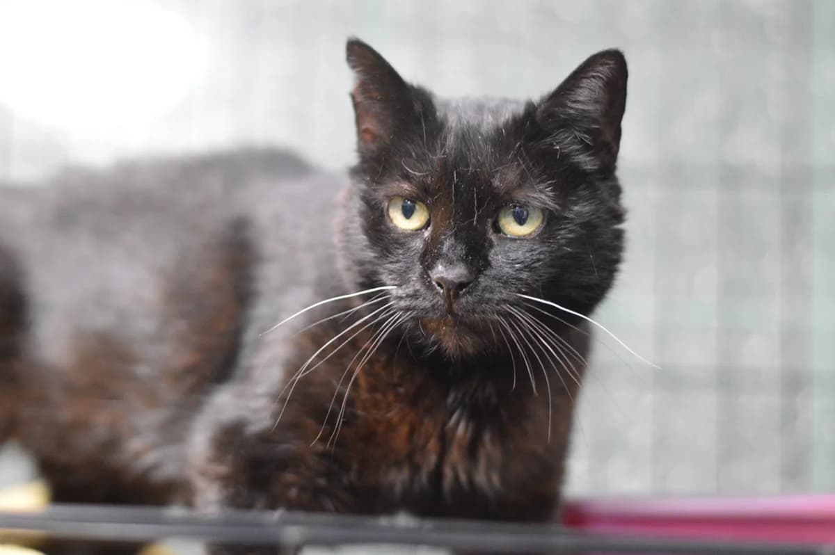 Tenebra, female senior mixed breed for adoption at Schronisko Na Paluchu, Warsaw