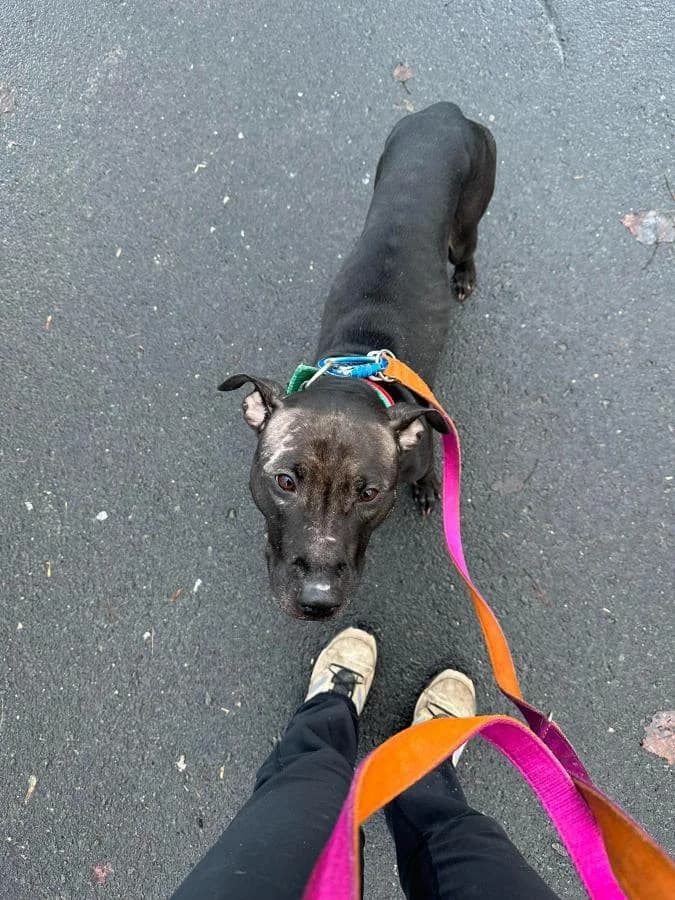 Eris, Pit Bull Terrier (Schronisko Na Paluchu)