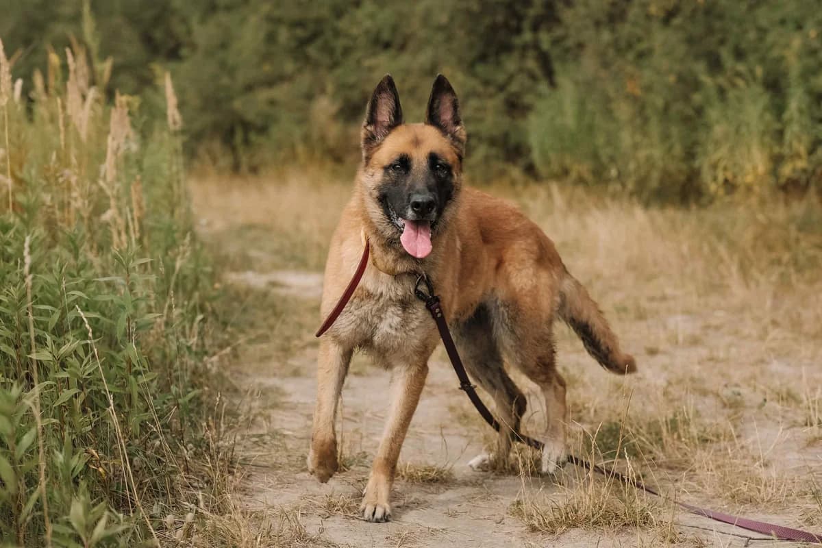 Sophie,  (Schronisko Na Paluchu)