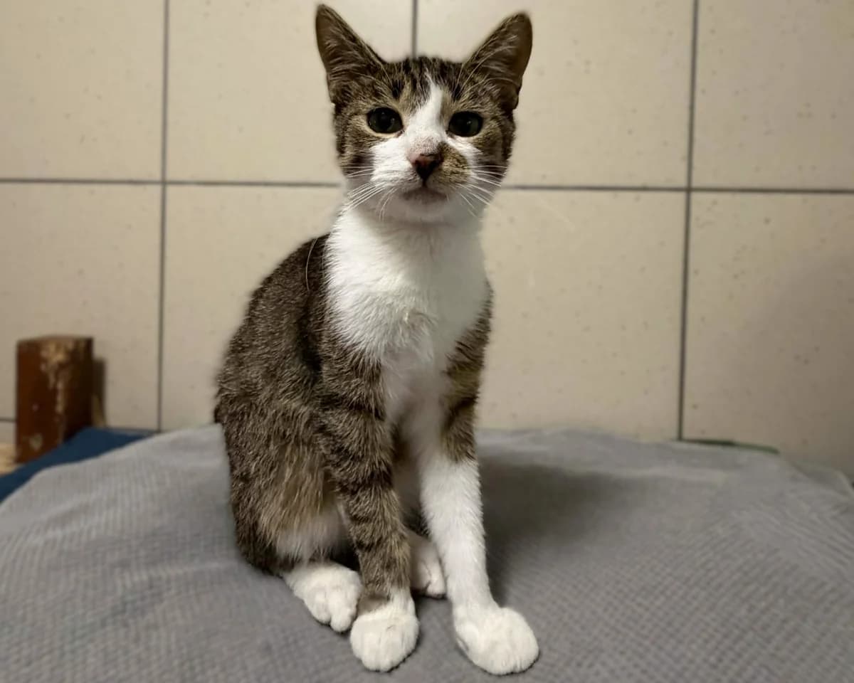 0685/25, brown tabby male mixed breed for adoption at Schronisko Na Paluchu, Warsaw