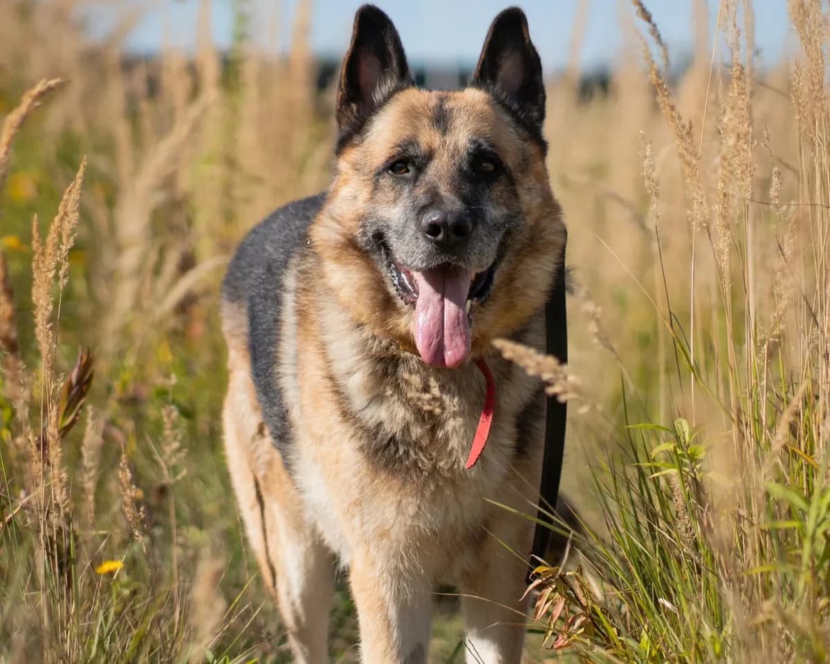 Maks, male senior mixed breed for adoption at Schronisko Na Paluchu, Warsaw