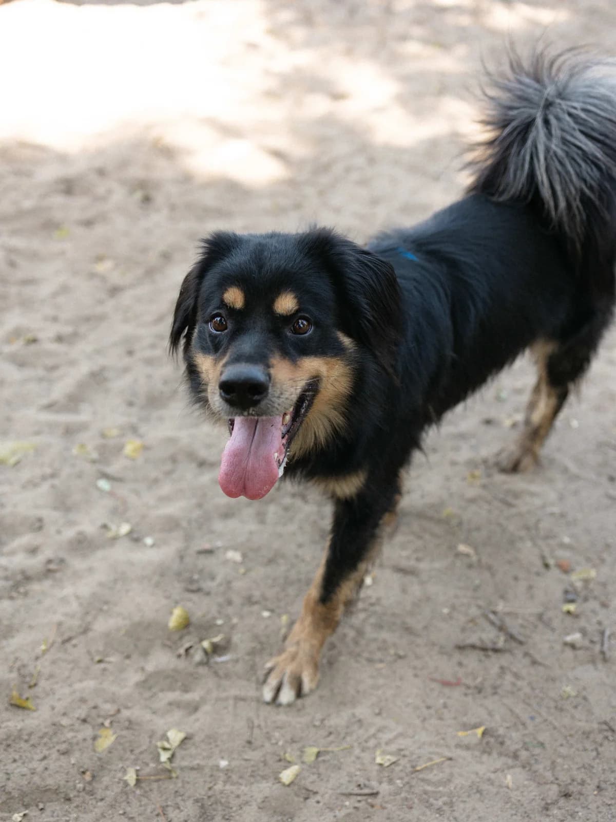 Pongo,  (Schronisko Na Paluchu)