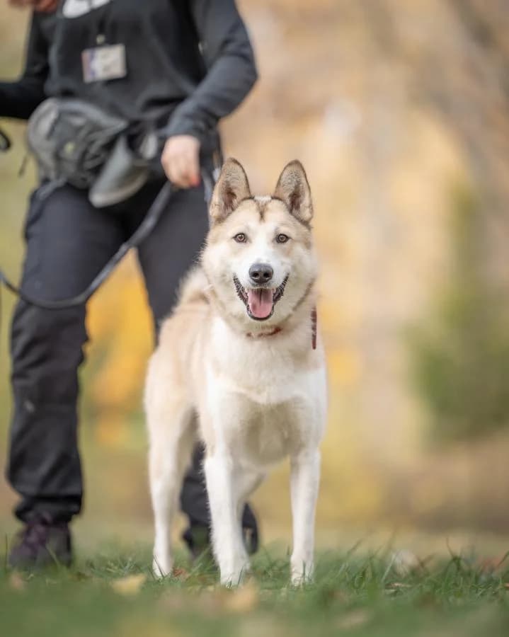 Xeno, male young mixed breed for adoption at Schronisko Na Paluchu, Warsaw