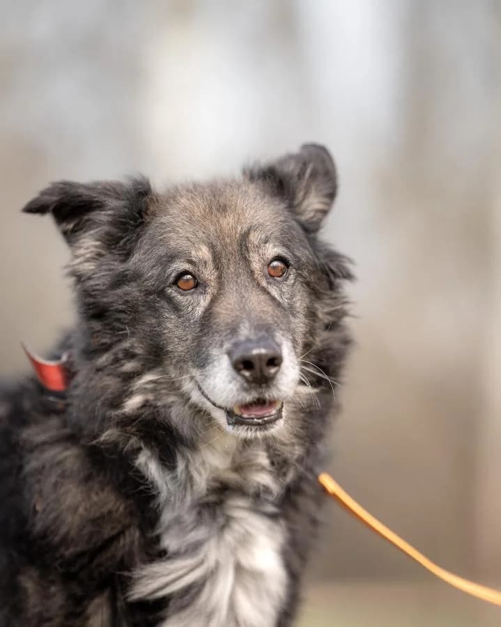 Max,  (Schronisko Na Paluchu)