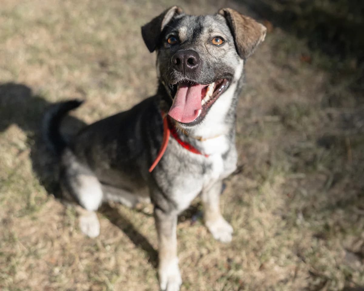 Zefir, male 4yo mixed breed for adoption at Schronisko Na Paluchu, Warsaw