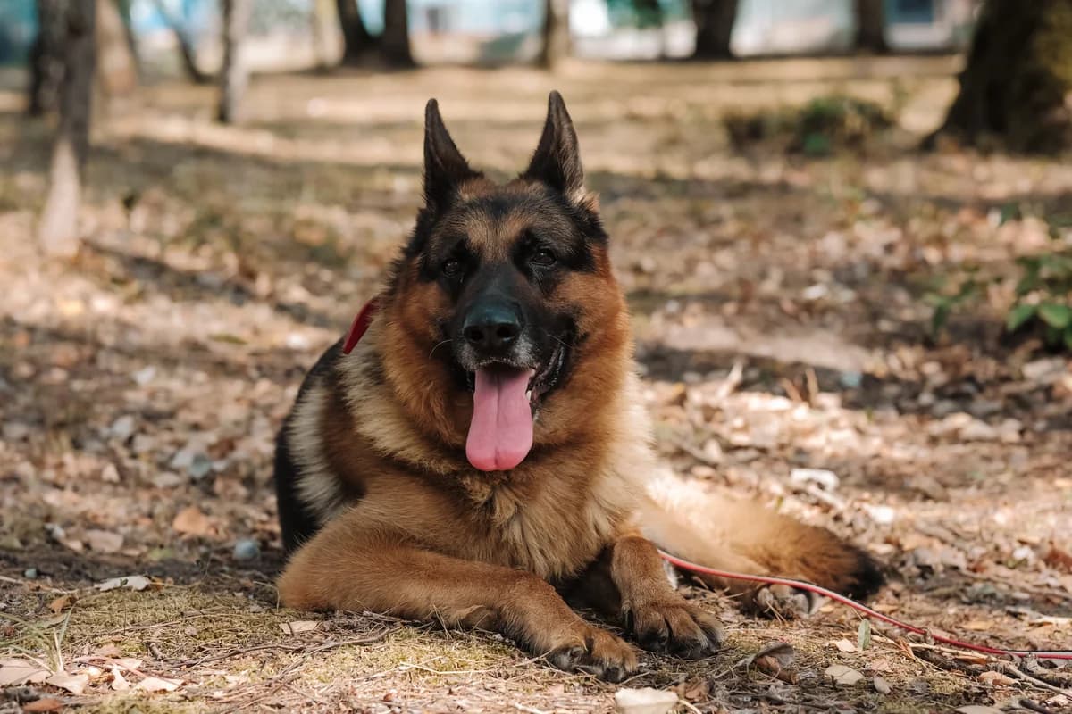 Dżeki, male 6yo mixed breed for adoption at Schronisko Na Paluchu, Warsaw