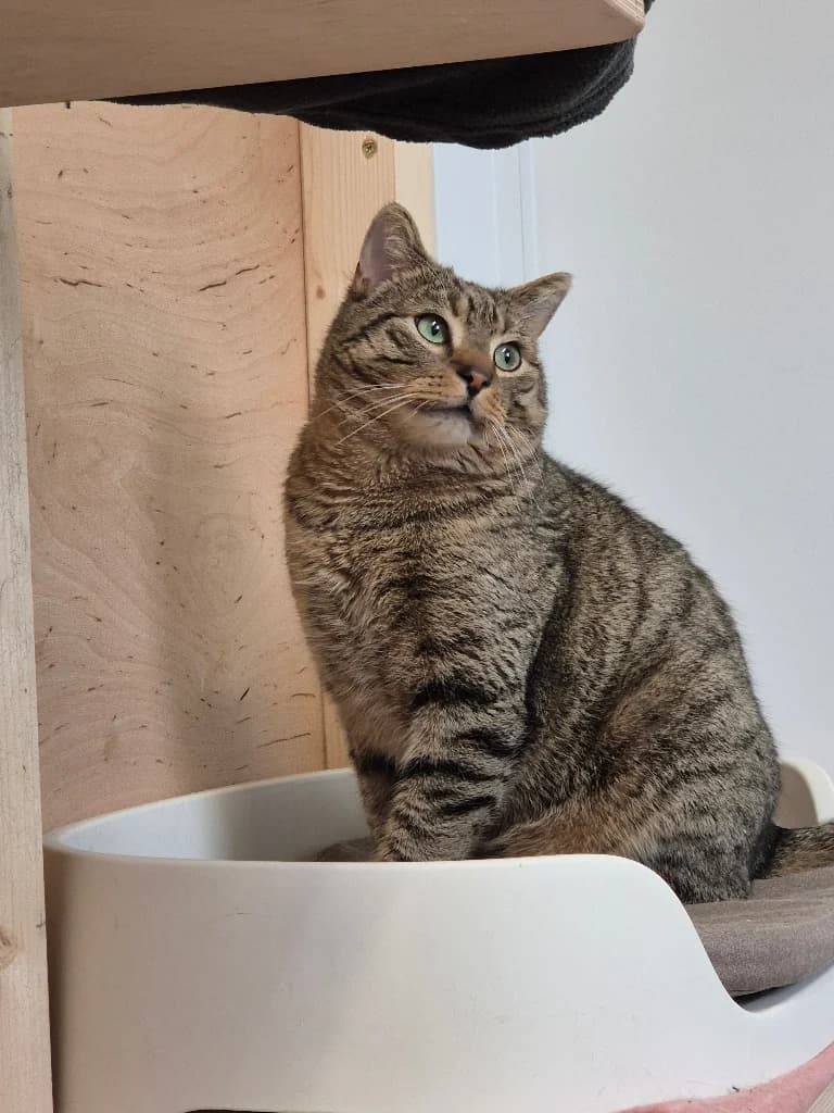Tigre,  (Schronisko Na Paluchu)