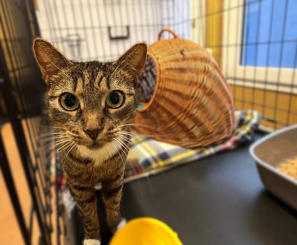 Hana,  (Schronisko Na Paluchu)