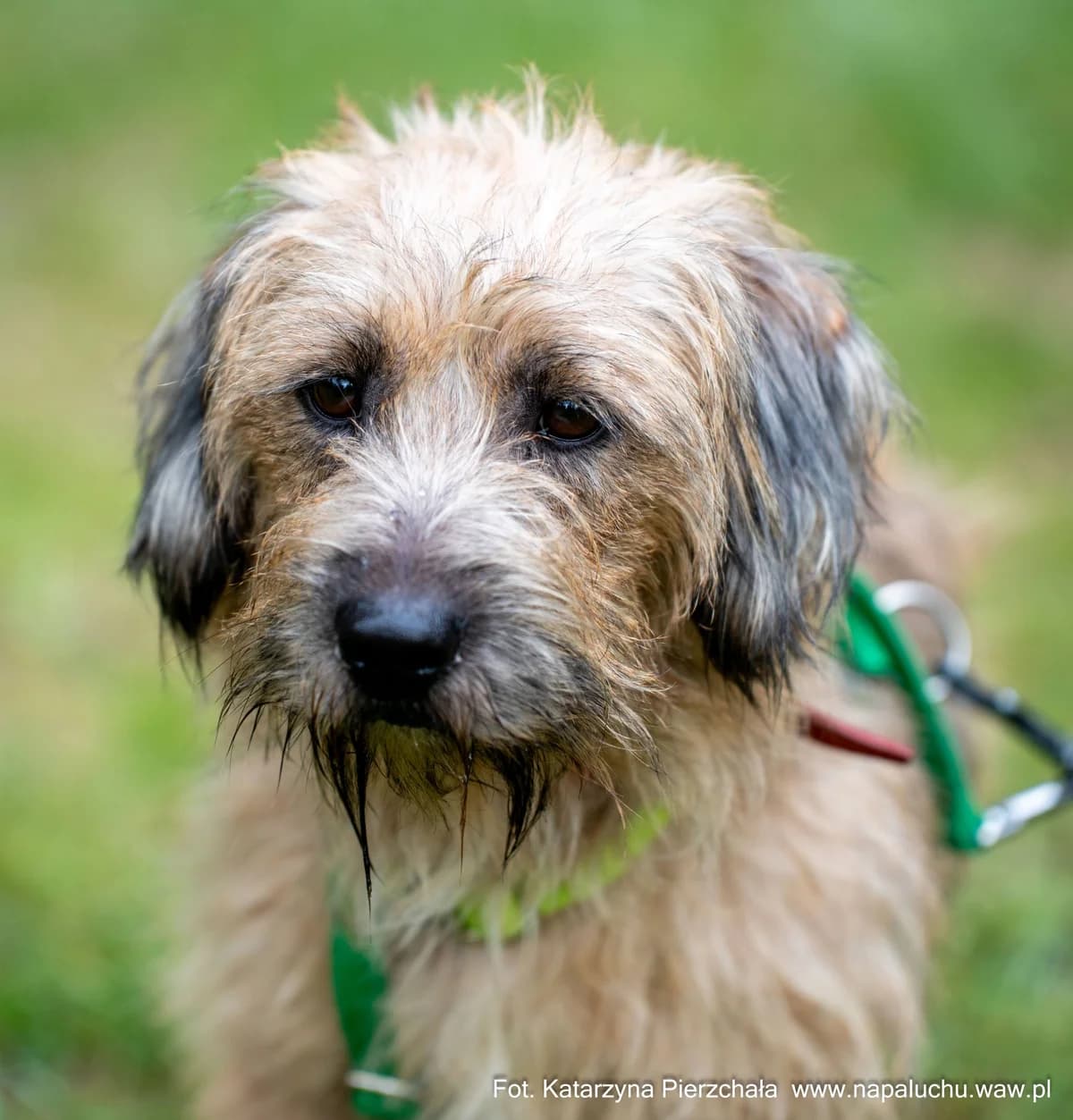 Ornak, male puppy mixed breed for adoption at Schronisko Na Paluchu, Warsaw