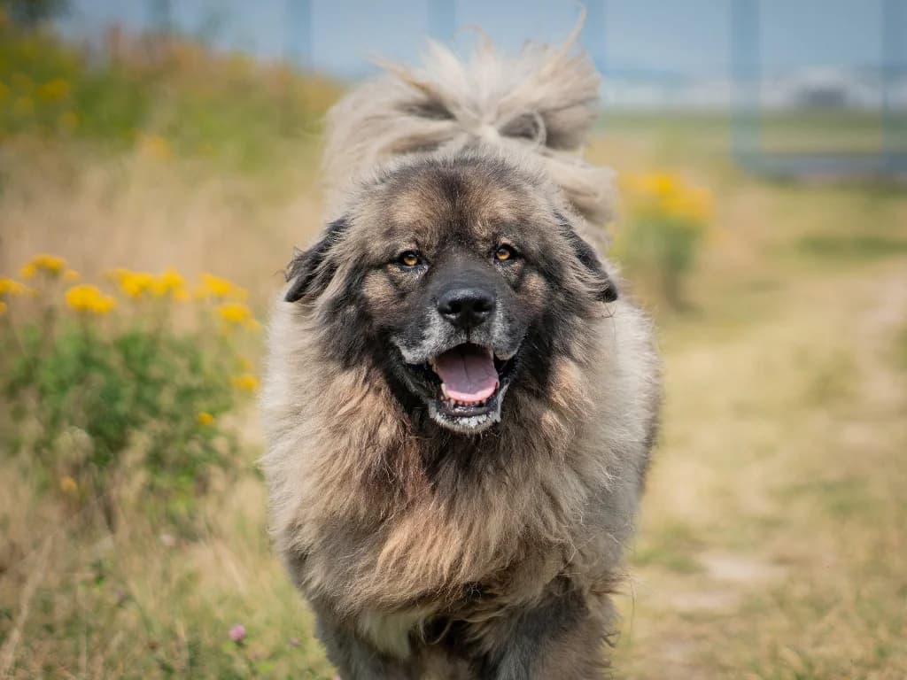 Bailey,  (Schronisko Na Paluchu)
