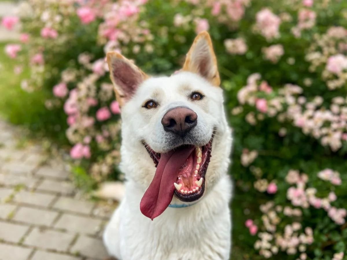 Hunter, Husky (Schronisko Na Paluchu)