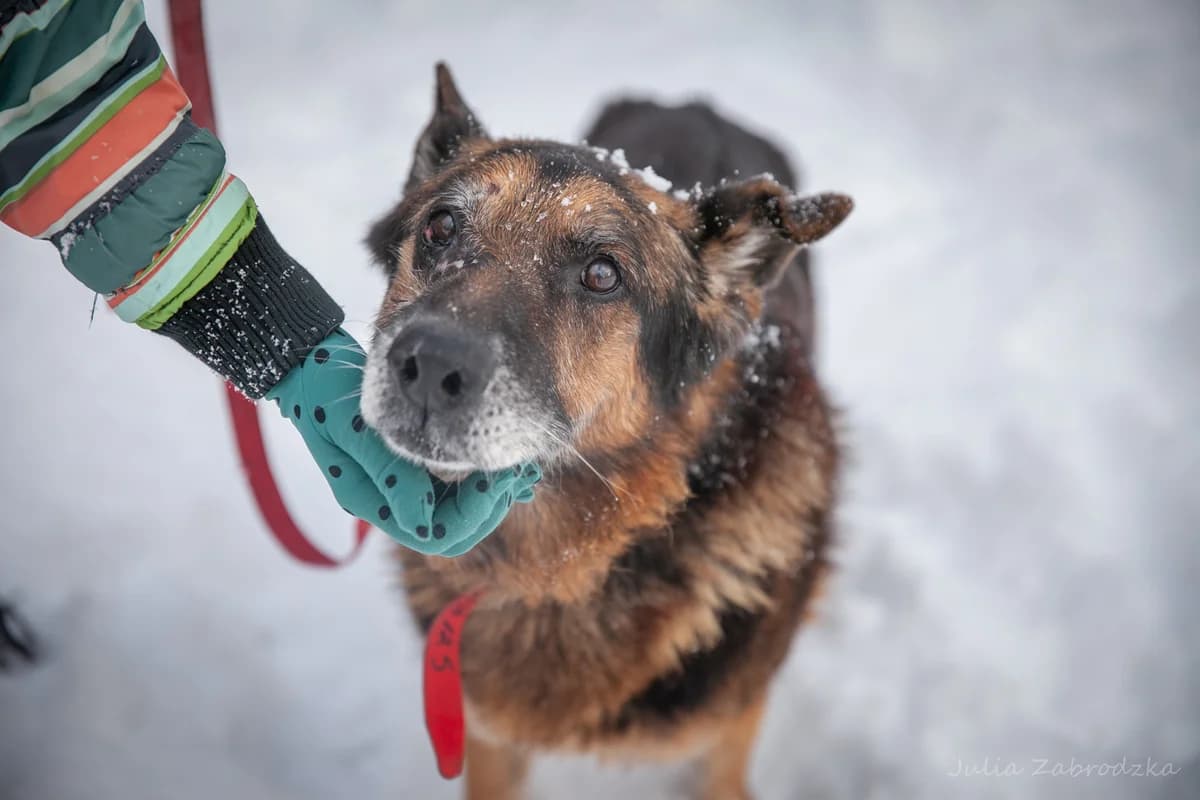 Raisa, female senior mixed breed for adoption at Schronisko Na Paluchu, Warsaw