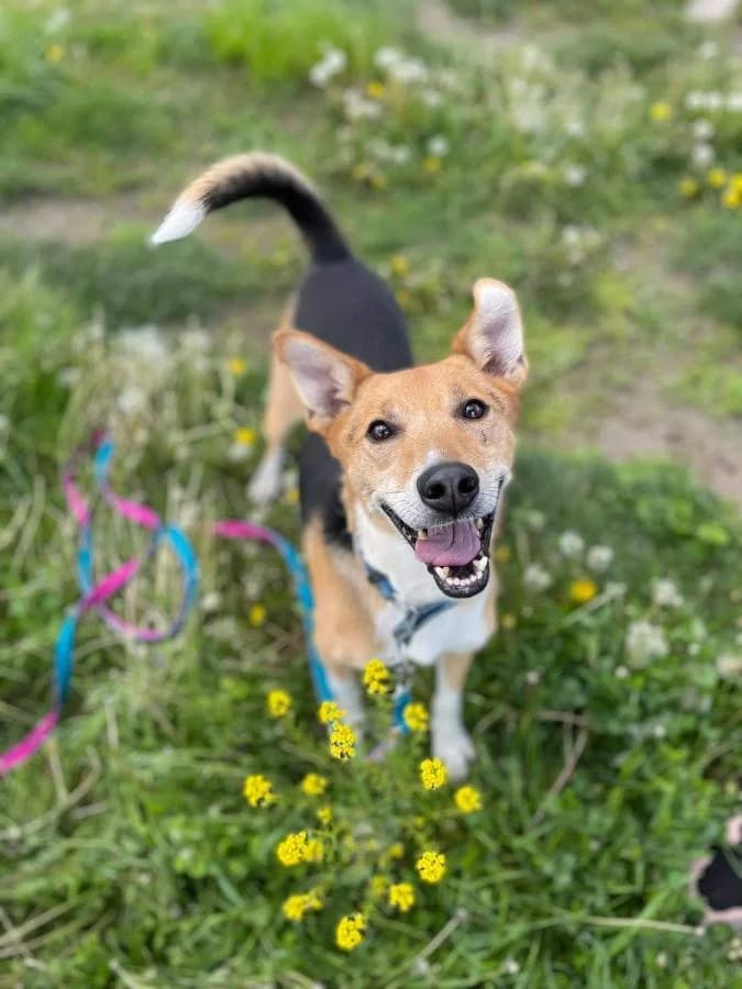Tanger, male mixed breed for adoption at Schronisko Na Paluchu, Warsaw