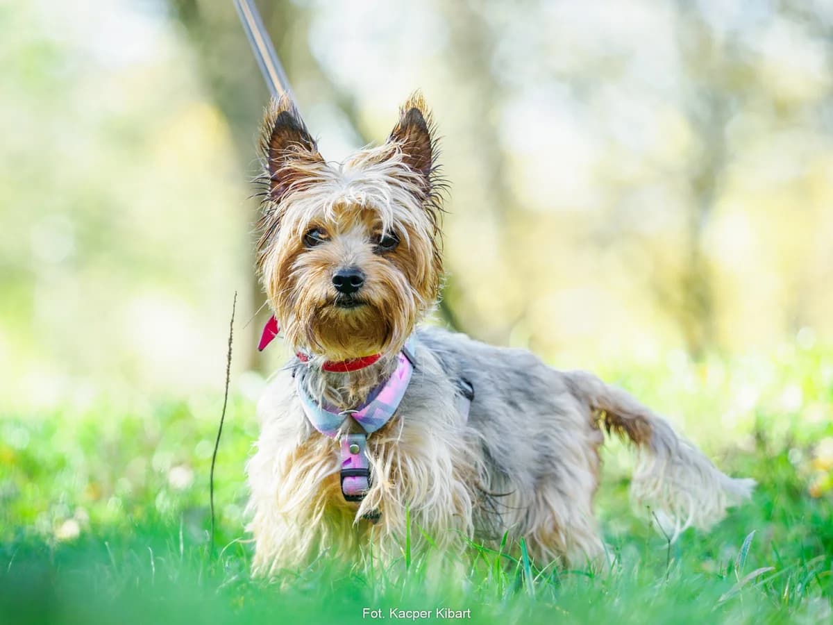Cukier, male senior Yorkshire Terrier for adoption at Schronisko Na Paluchu, Warsaw