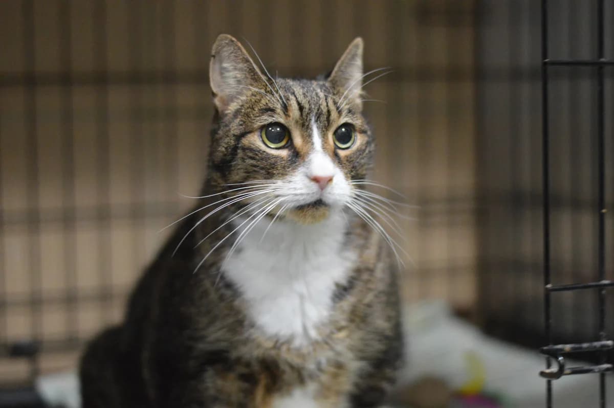Kacper,  (Schronisko Na Paluchu)