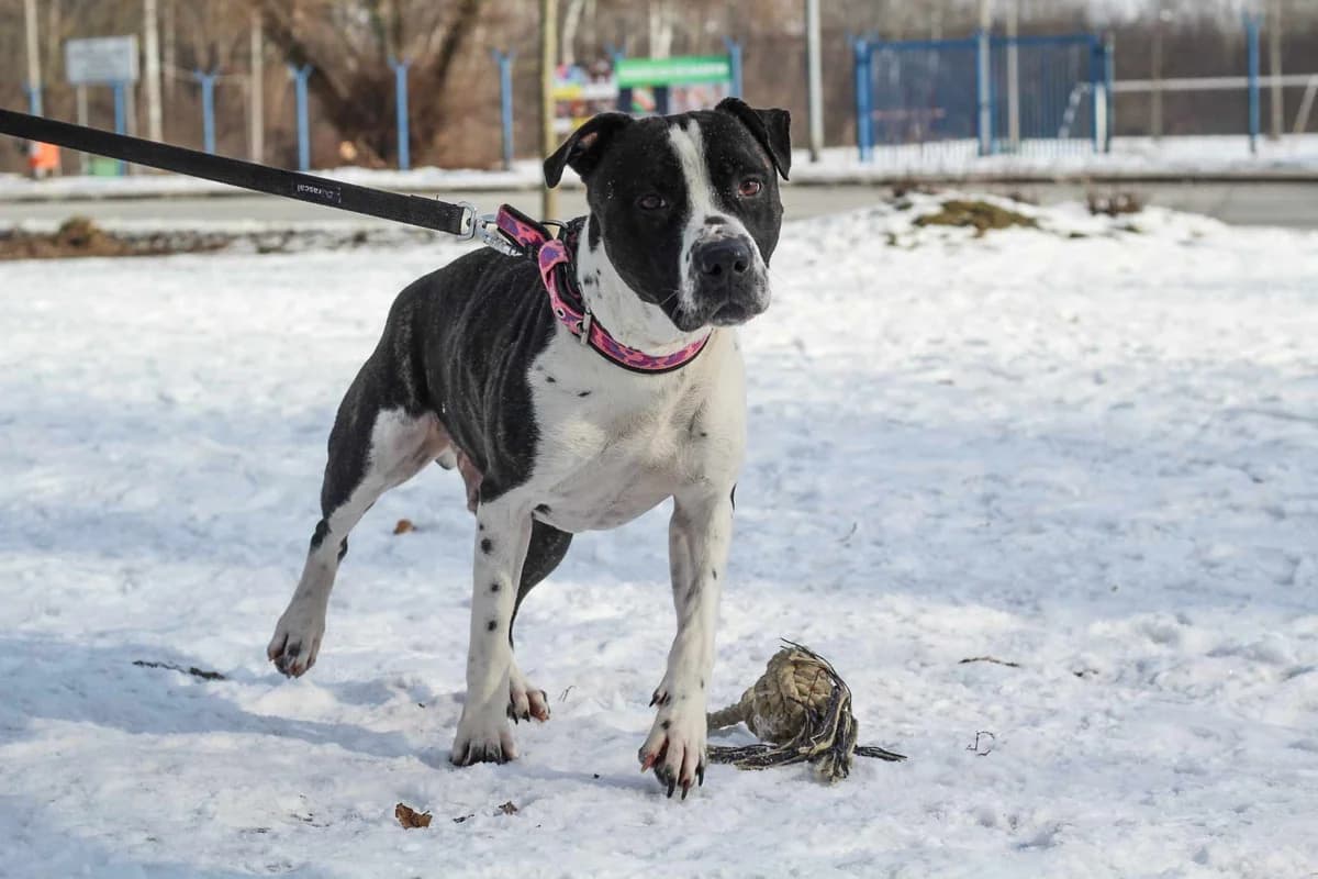 Hiro, male 4yo American Staffordshire Terrier for adoption at Schronisko Na Paluchu, Warsaw