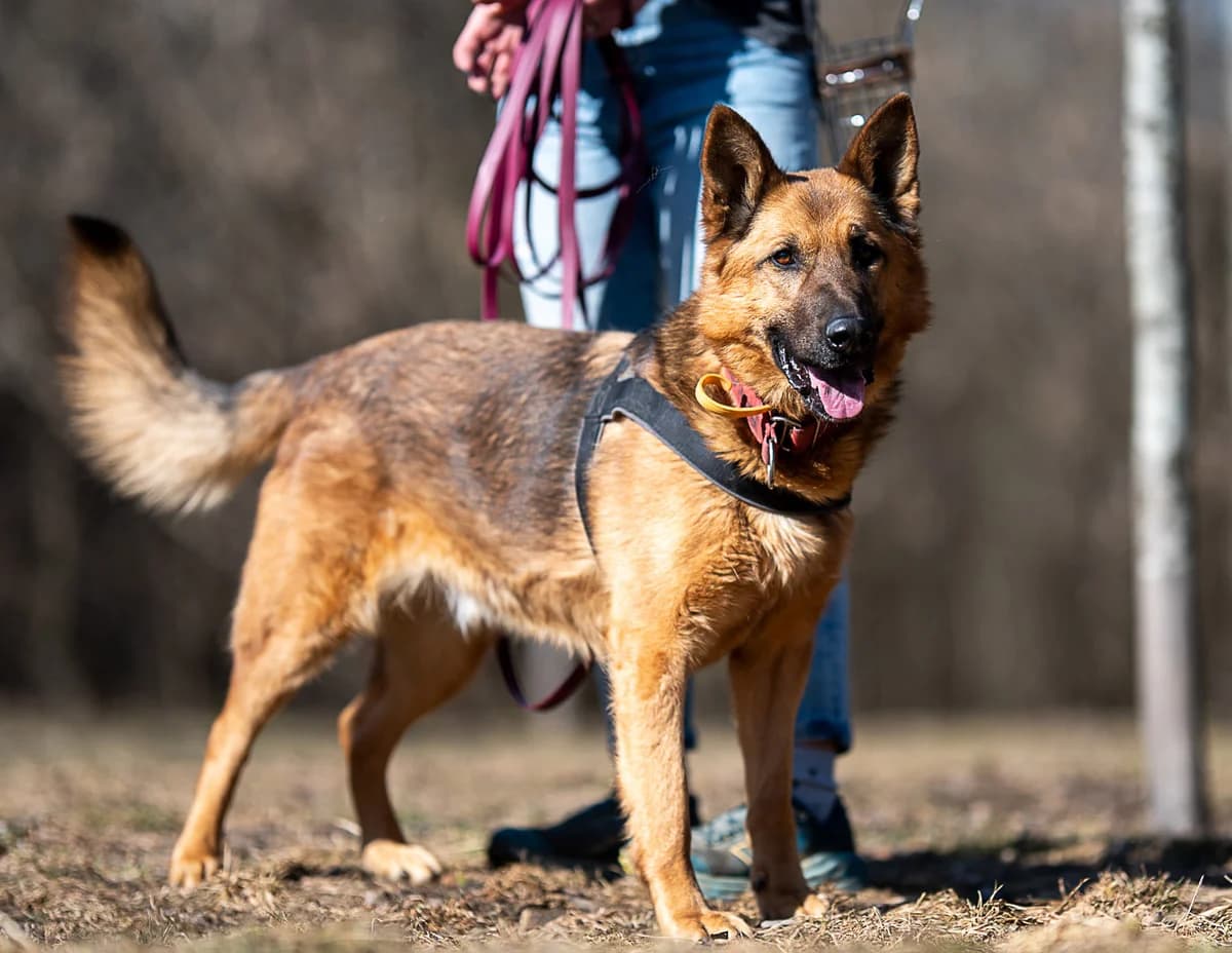Barry, male senior mixed breed for adoption at Schronisko Na Paluchu, Warsaw