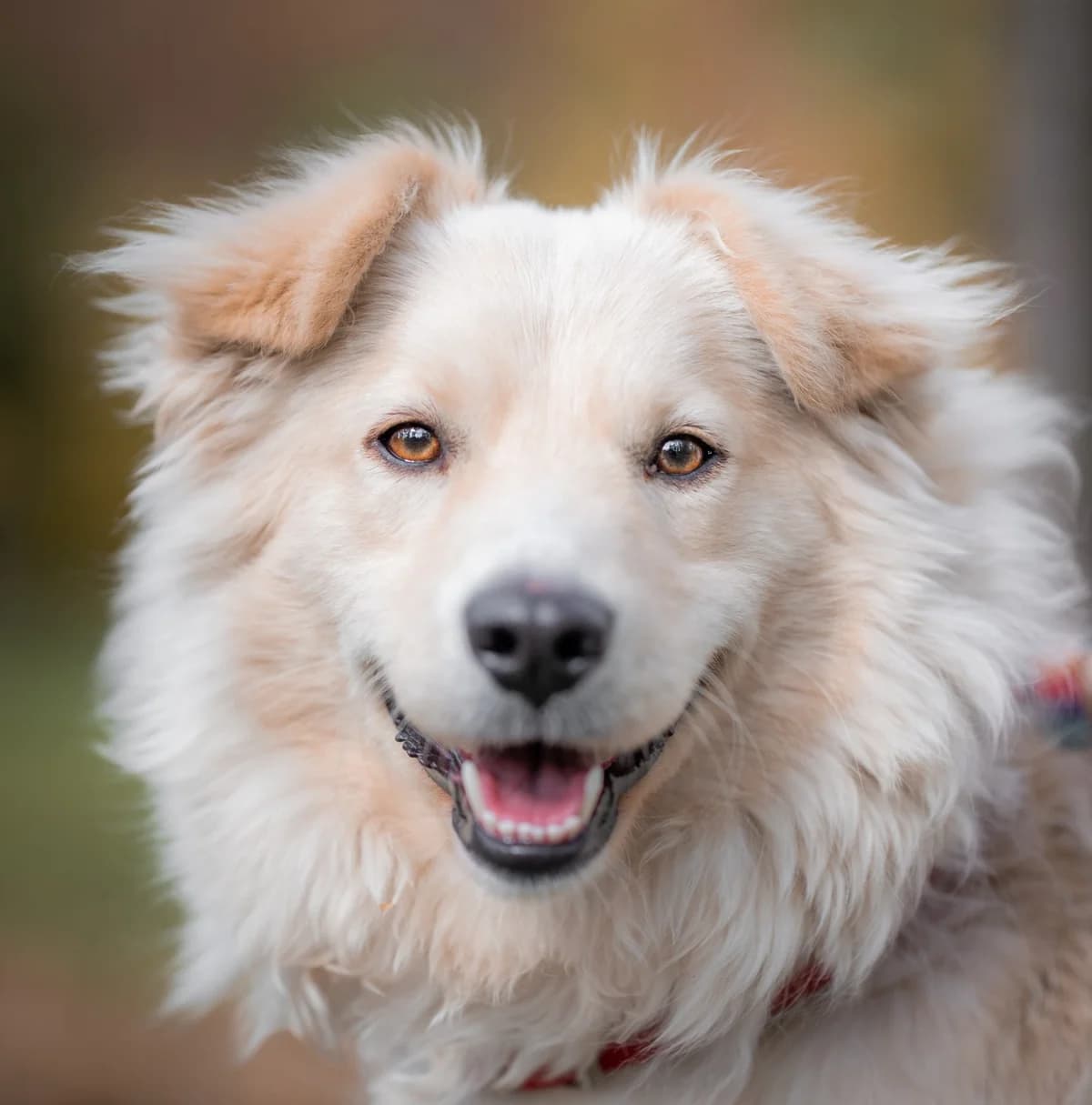 Max, white_cream male mixed breed for adoption at Schronisko Na Paluchu, Warsaw