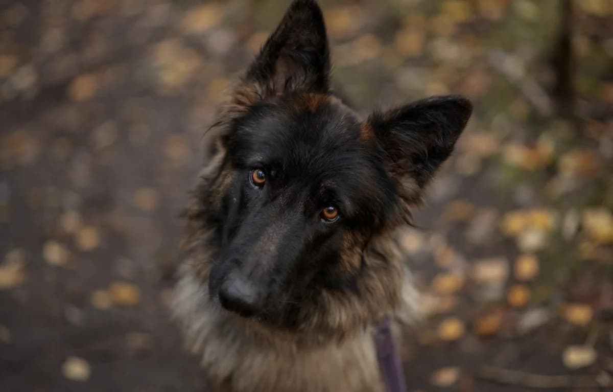 Nilo,  (Schronisko Na Paluchu)