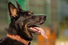 BLITZ, male 6yo German Shepherd for adoption at Schronisko Kraków, Kraków