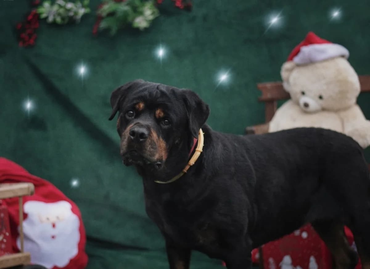 Karottka, female 5yo Rottweiler for adoption at Schronisko Na Paluchu, Warsaw