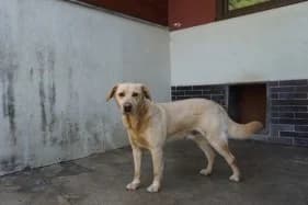 DŻEKI, Mixed Breed (Schronisko Kraków)