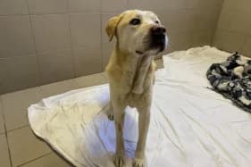 NERON, Mixed Breed (Schronisko Kraków)