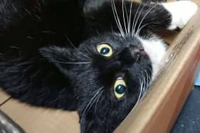 BENIA, female 6yo Domestic Shorthair for adoption at Schronisko Kraków, Kraków