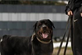 MURCZIK, male puppy Rottweiler for adoption at Schronisko Kraków, Kraków