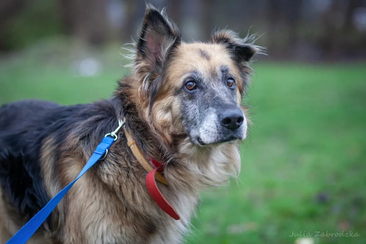 Zelda,  (Schronisko Na Paluchu)