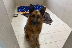 AKSEL, Mixed Breed (Schronisko Kraków)