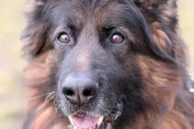 MISIEK, Mixed Breed (Schronisko Kraków)