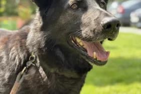 BALU,  (Schronisko Kraków)
