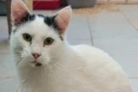 PROMYK, Mixed Breed (Schronisko Kraków)