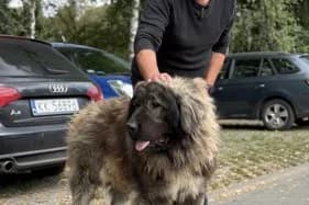 ATOS, Mixed Breed (Schronisko Kraków)