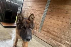 ZORIAN, Mixed Breed (Schronisko Kraków)