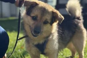 RINTI, male senior mixed breed for adoption at Schronisko Kraków, Kraków