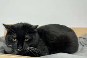 KRAWACIK, male Domestic Shorthair for adoption at Schronisko Kraków, Kraków